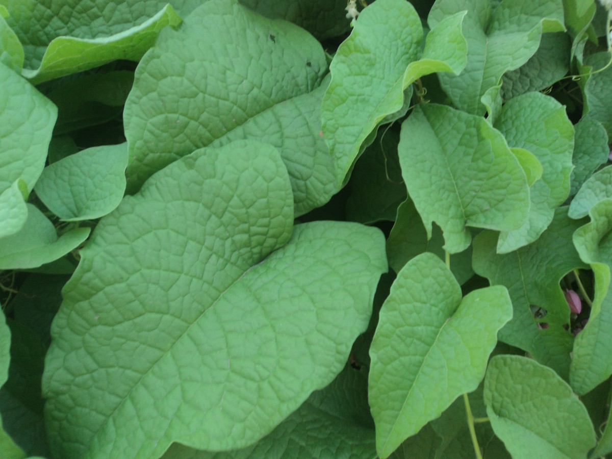 Antigonon leptopus Hook. & Arn.